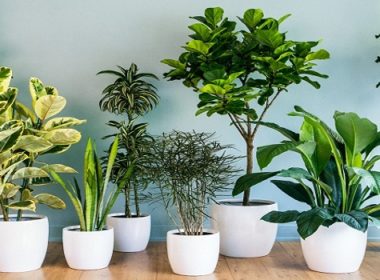 plants